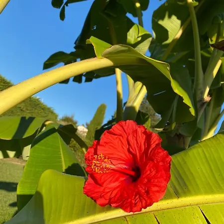 Hibiscus * Antibes