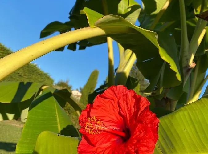 Hibiscus * Antibes